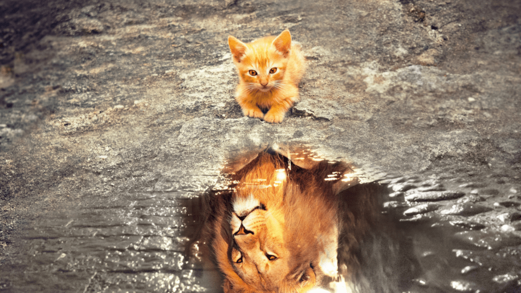 lion 11